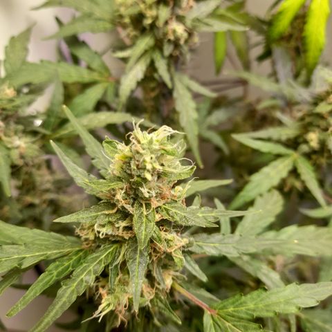 Colombian Gold growlog timeline photo