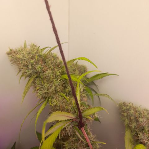 Colombian Gold growlog timeline photo