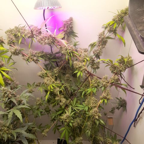 Colombian Gold growlog timeline photo