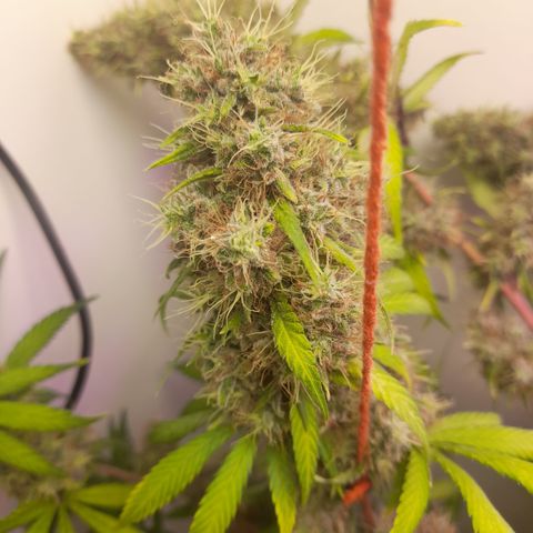 Colombian Gold growlog timeline photo