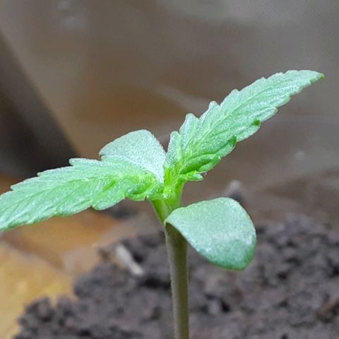 Nova Diane growlog timeline photo