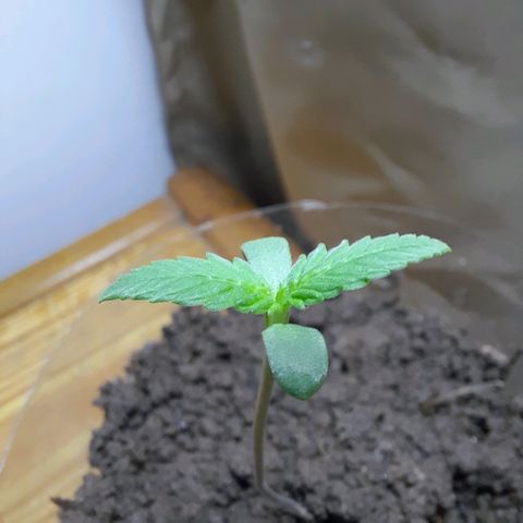 Nova Diane growlog timeline photo