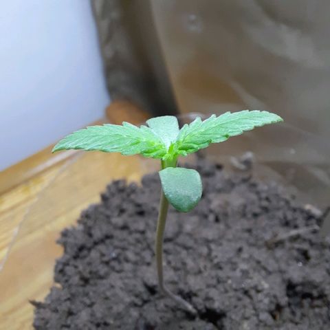 Nova Diane growlog timeline photo