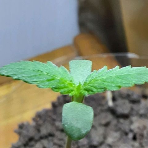 Nova Diane growlog timeline photo