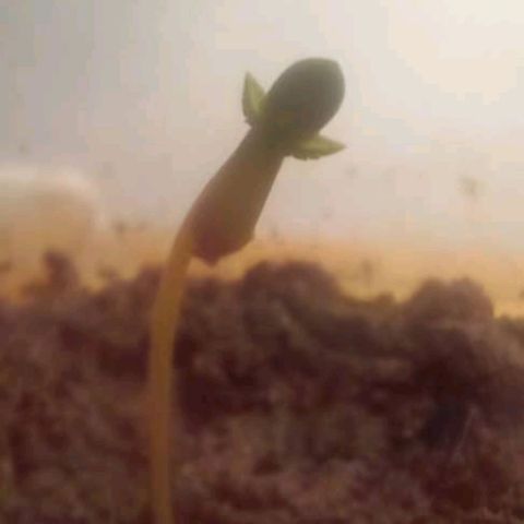 Nova Diane growlog timeline photo