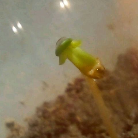 Nova Diane growlog timeline photo