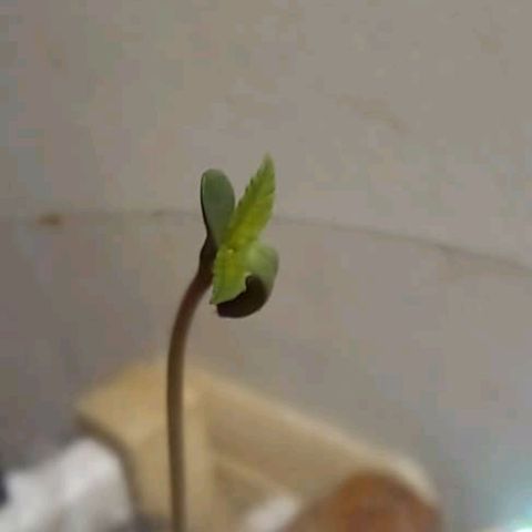 Nova Diane growlog timeline photo