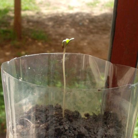 Nova Diane growlog timeline photo