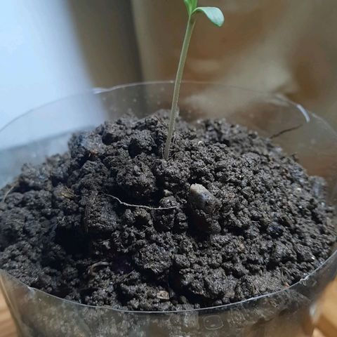 Nova Diane growlog photo: Muestra un aumento exponencial en las hojas, así como también, dos nuevas hojas empiezan a brotar. 