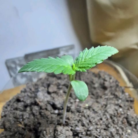 Nova Diane growlog photo: Muestra un aumento exponencial en las hojas, así como también, dos nuevas hojas empiezan a brotar. 