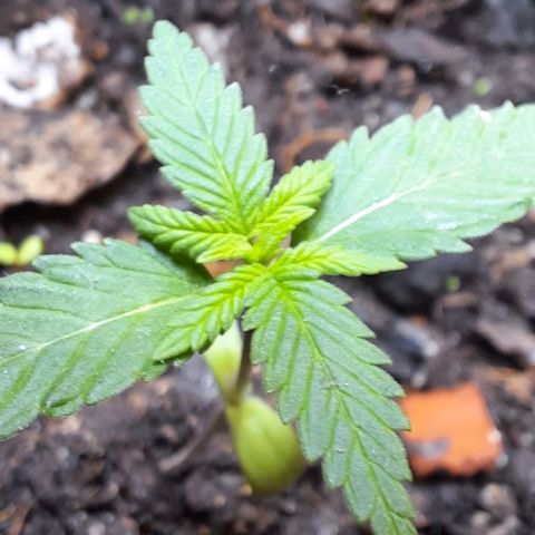 Nova Diane growlog photo: La planta luce peculiar cuanto menos..
