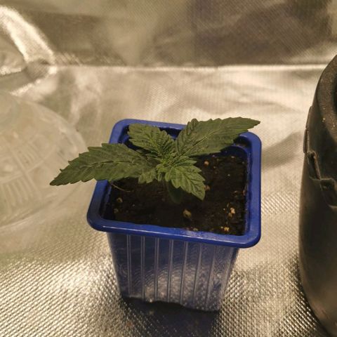 Cabba growlog timeline photo