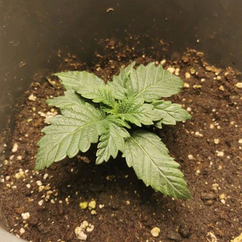 Cabba growlog timeline photo