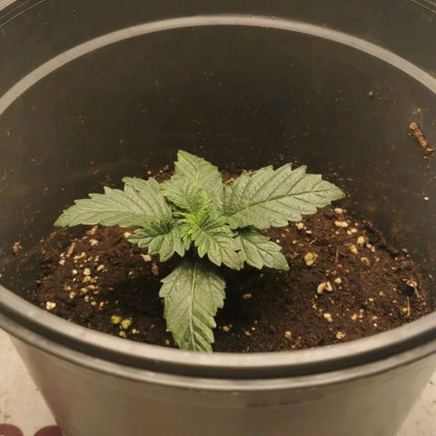 Cabba growlog timeline photo