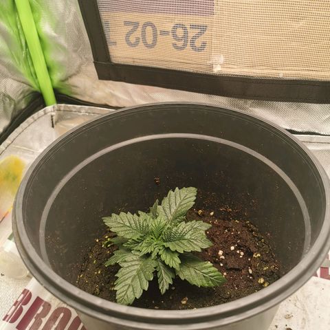Cabba growlog timeline photo