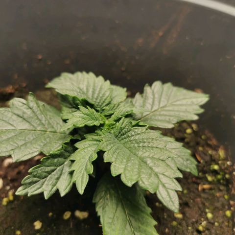 Cabba growlog timeline photo