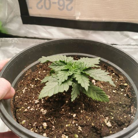 Cabba growlog timeline photo