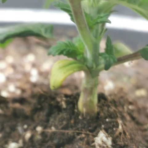 Cabba growlog timeline photo