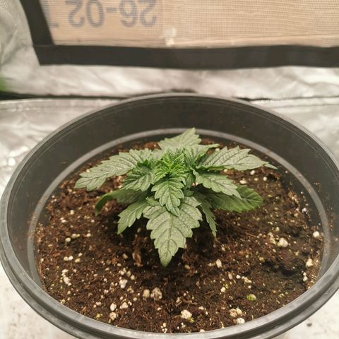 Cabba growlog timeline photo
