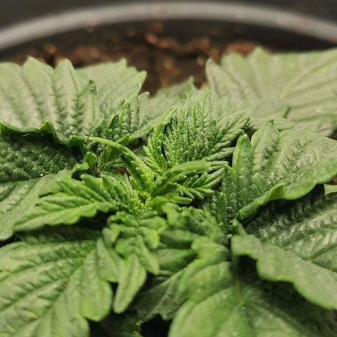 Cabba growlog timeline photo