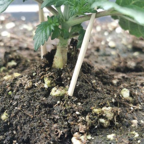 Cabba growlog timeline photo
