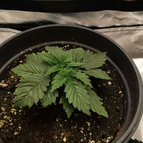 Cabba growlog timeline photo