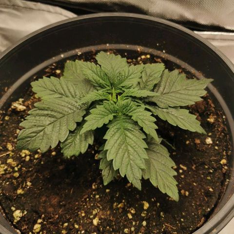 Cabba growlog timeline photo