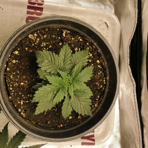 Cabba growlog timeline photo