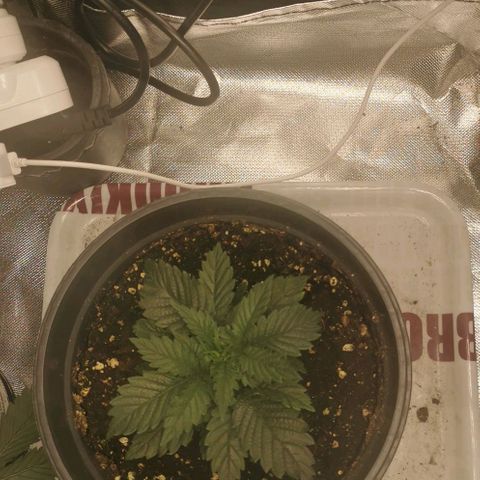 Cabba growlog timeline photo