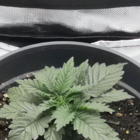 Cabba growlog timeline photo