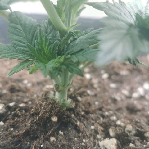 Cabba growlog timeline photo