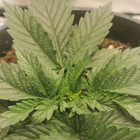 Cabba growlog timeline photo