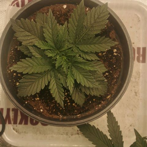 Cabba growlog timeline photo