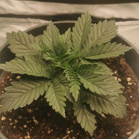 Cabba growlog timeline photo