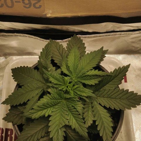 Cabba growlog timeline photo
