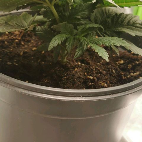 Cabba growlog timeline photo