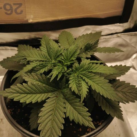 Cabba growlog timeline photo