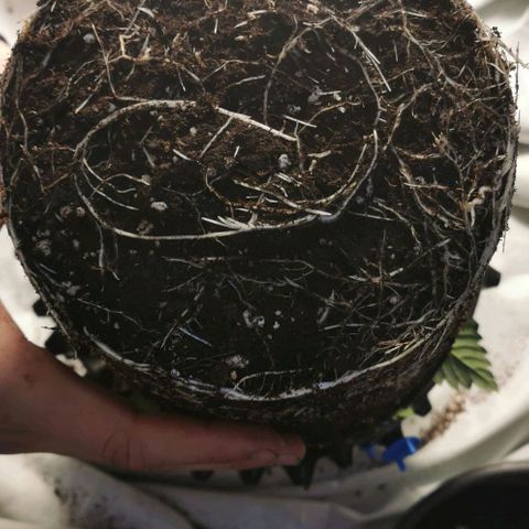Cabba growlog timeline photo