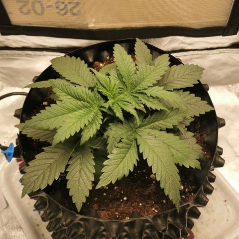 Cabba growlog timeline photo