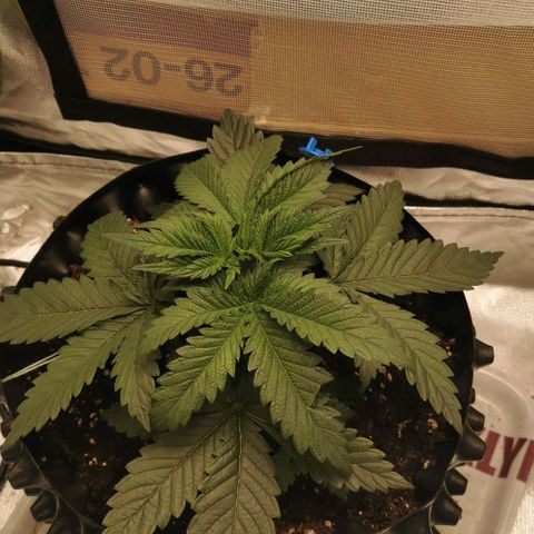 Cabba growlog photo: Lst