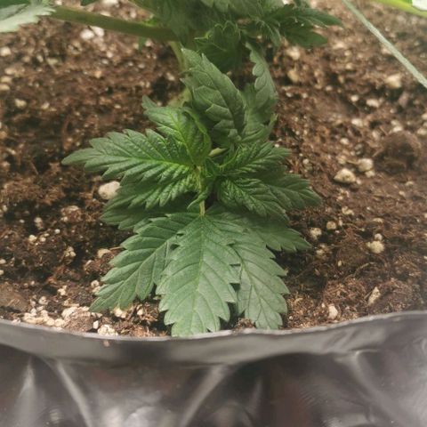 Cabba growlog timeline photo