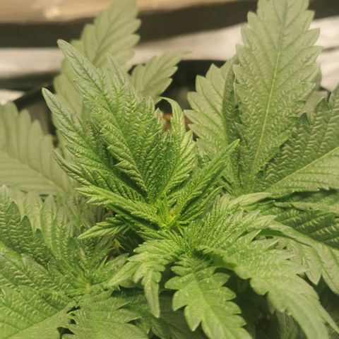 Cabba growlog timeline photo