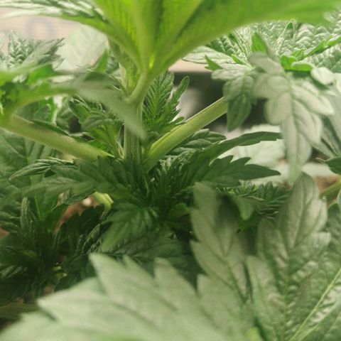 Cabba growlog timeline photo