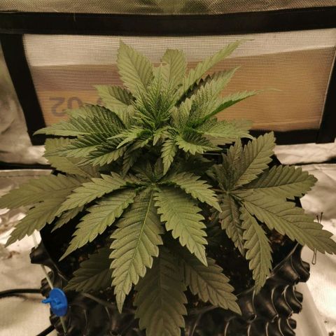 Cabba growlog timeline photo