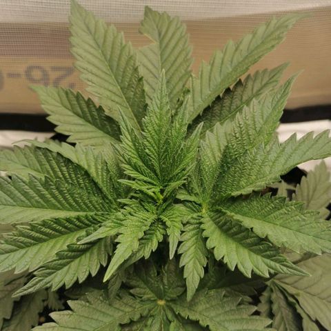 Cabba growlog timeline photo