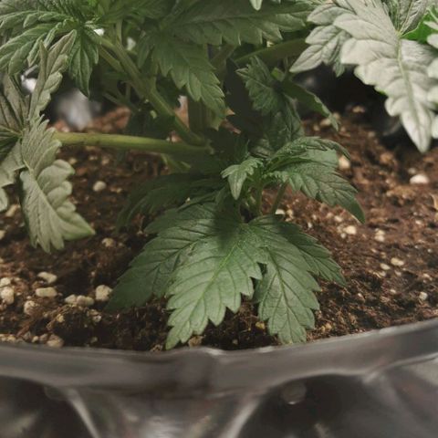 Cabba growlog timeline photo