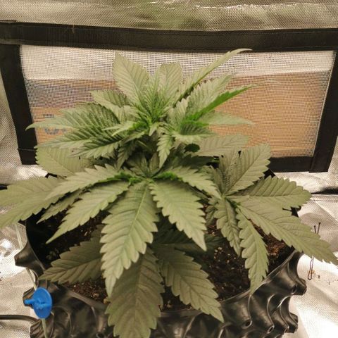 Cabba growlog timeline photo