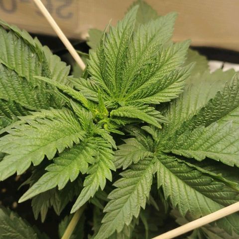 Cabba growlog timeline photo