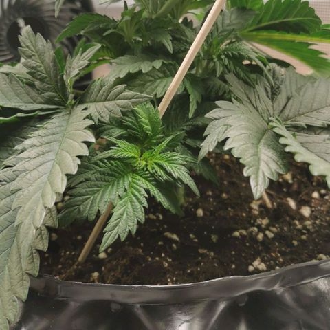 Cabba growlog timeline photo