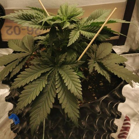 Cabba growlog timeline photo